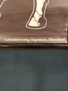(236) Schulrollkarte, Das Pferd