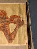 (0465) Schulrollkarte, menschliche Anatomie Ganzkörper Mann 50er 60er 70er /x