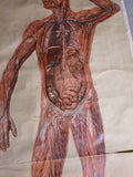 (0465) Schulrollkarte, menschliche Anatomie Ganzkörper Mann 50er 60er 70er /x