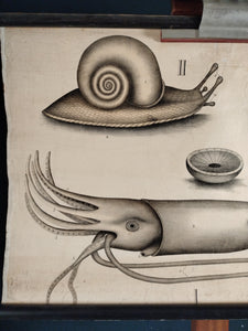 (230) Schulrollkarte Schnecke/ Tintenfisch