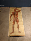(0465) Schulrollkarte, menschliche Anatomie Ganzkörper Mann 50er 60er 70er /x