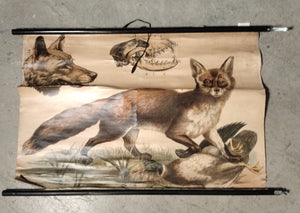 (195) Schulrollkarte, Der Fuchs  ca. 20er - 50er Jahre