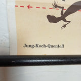 (0040) Schulrollkarte, Zauneidechse  Jung-Koch-Quentell 1966 /x