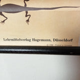(0040) Schulrollkarte, Zauneidechse  Jung-Koch-Quentell 1966 /x