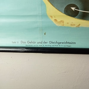 (015) Das Gehör und der Gleichgewichtssinn - Ohr Schulrollkarte