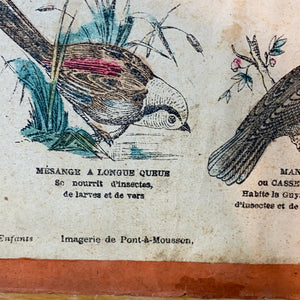 19. Jh. Französische Schultafeln Einheimische Vögel **